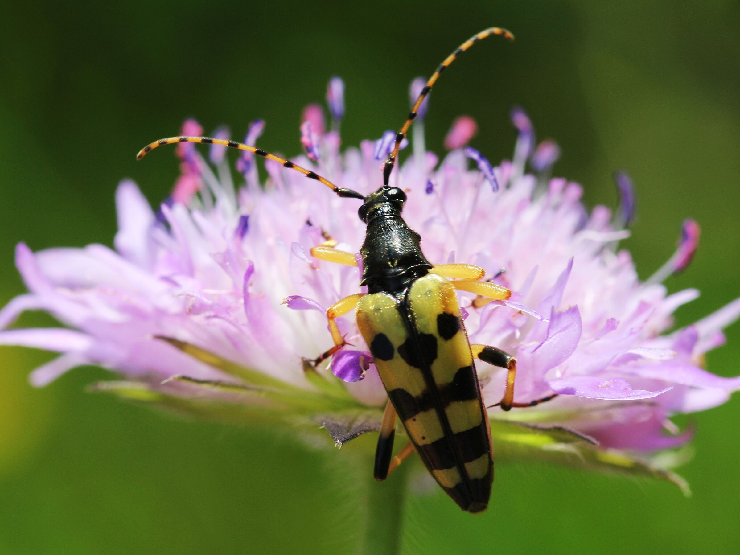 Gefleckter Schmalbock