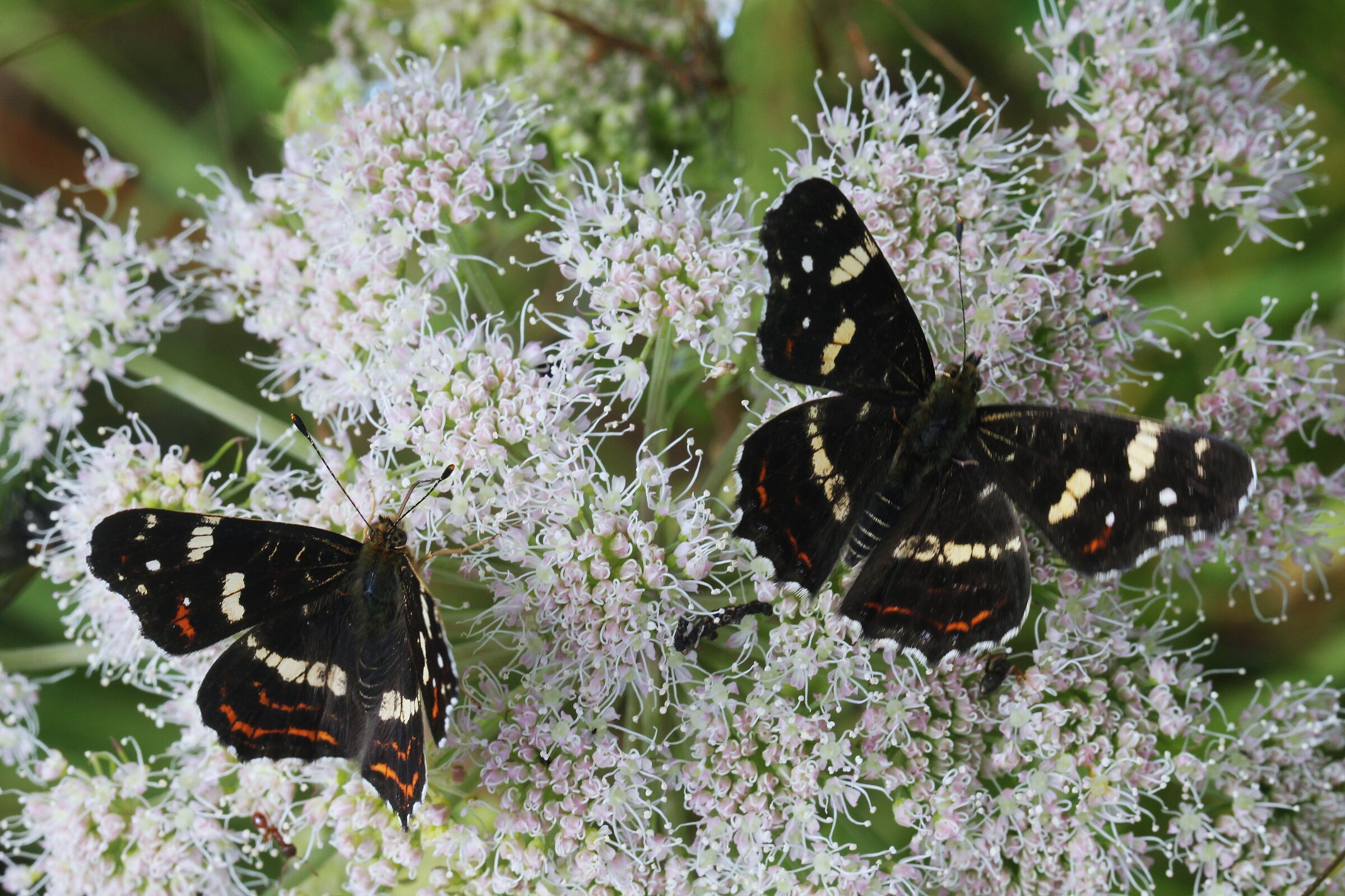 Landkärtchen (Sommerform)