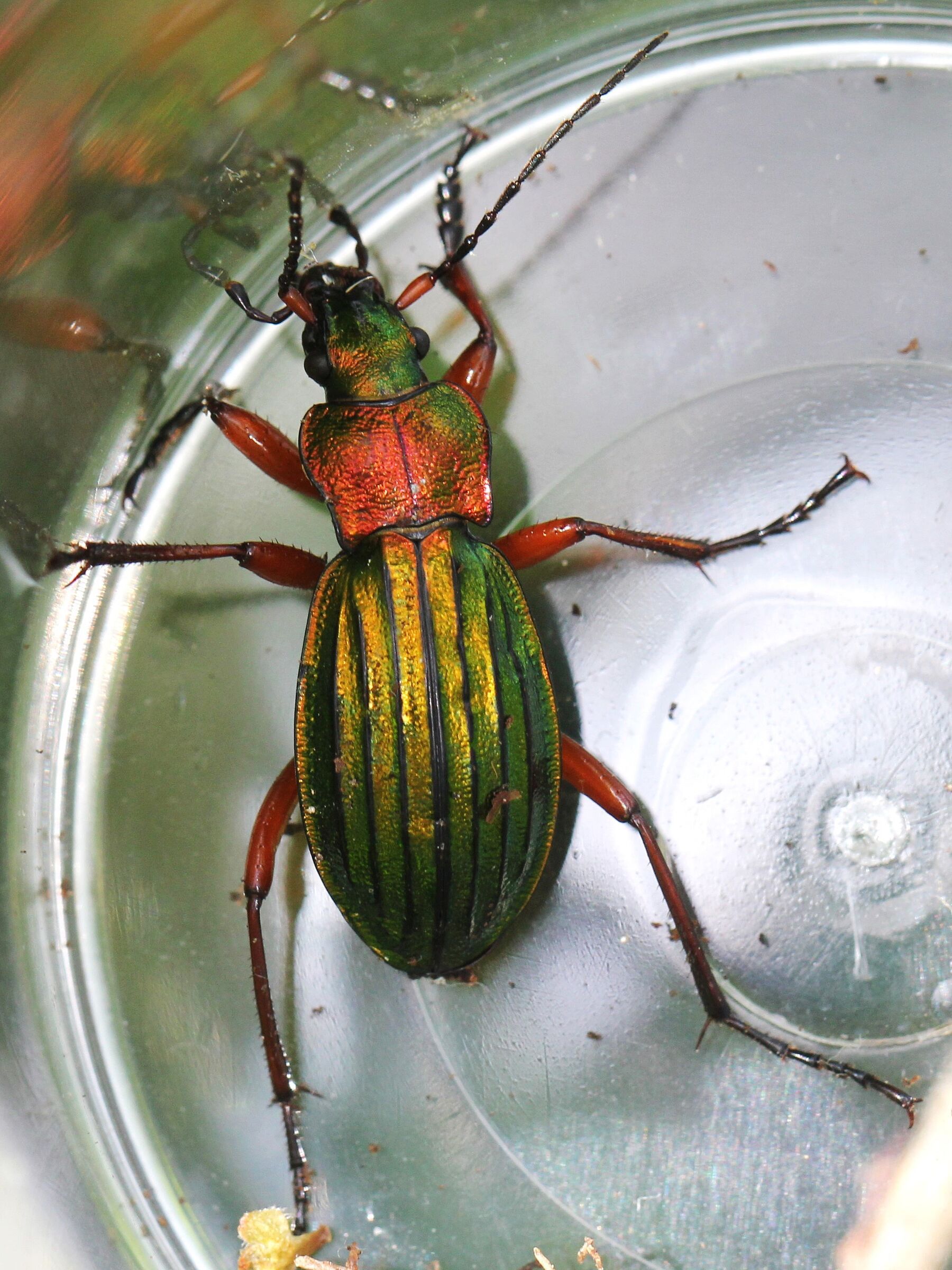 Goldglänzender Laufkäfer