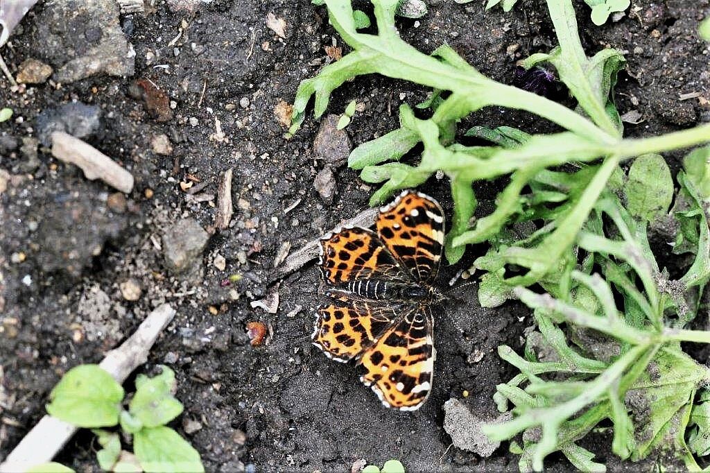 Landkärtchen (Frühjahrsform)