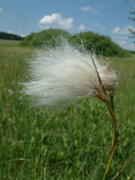 Eriophorum angustifolium