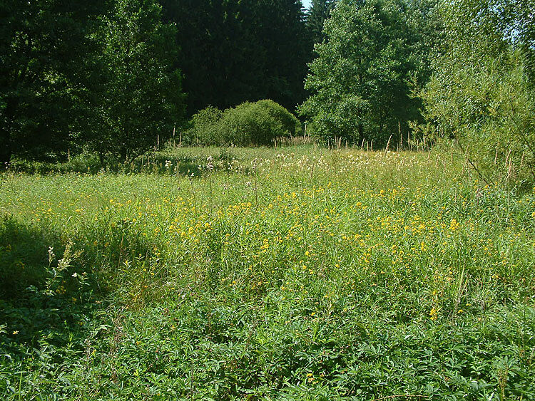 Hochstaudenfluren mit Mädesüß und Gilbweiderich