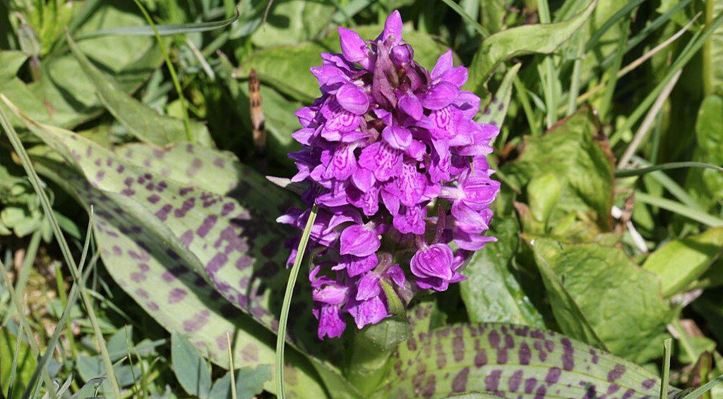 Orchidee des Jahres: Breitblättriges Knabenkraut (Dactylorhiza majalis)