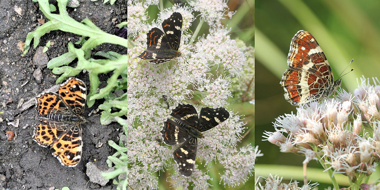 Landkärtchen: Frühjahrsform, Sommerform und Flügeluunterseite (© Fotos: Hannelore Buchheit)