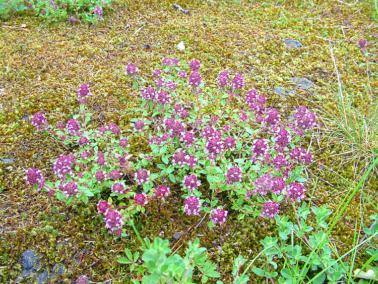 Thymus pulegioides