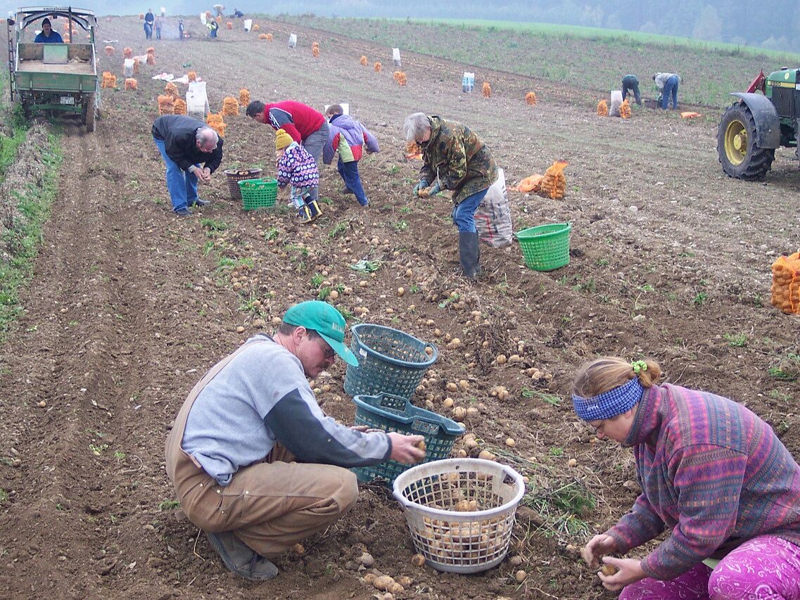 2006: Aktion "Rettet das Rebhuhn": Anpflanzung von Kartoffeln, Arbeit mit Konfirmanden