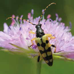 Schmalbockkäfer auf Witwenblume