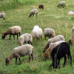 Schafe als Landschaftspfleger