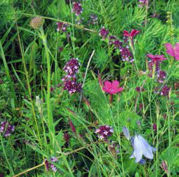 Heidenelken, Thymian, Glockenblume und Zypressen-Wolfsmilch