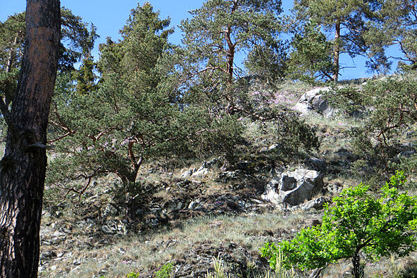 Kiefern auf Serpentingestein