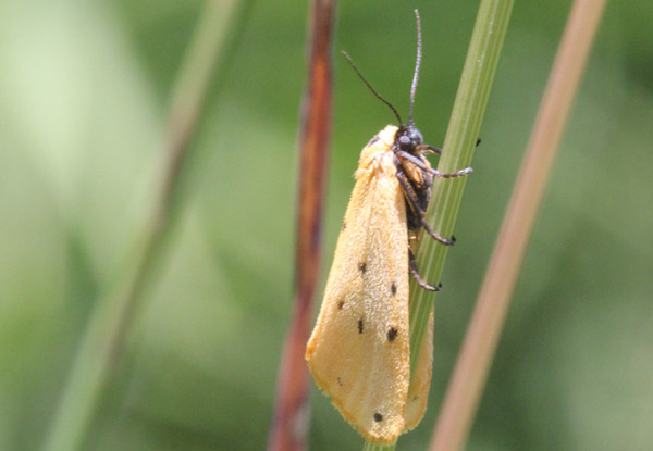 Steinflechtenbärchen